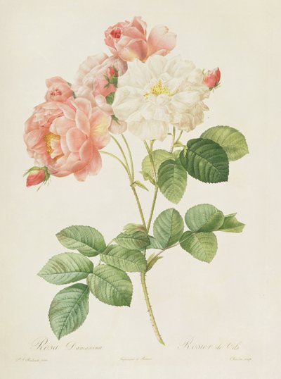 Rosa Damascena, from 